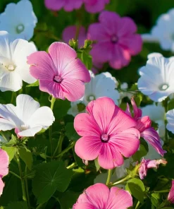 Rose Mallow Flower Seeds - 50 Count Heirloom Lavatera trimestris for Gardens - Image 1