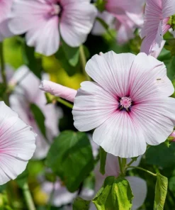 Rose Mallow Mix Seeds - 200 Lavatera Trimestris Flower Seeds, Pink, Red, White Blooms - Image 15