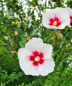Rose of Sharon Hibiscus Seeds - White & Hot Pink, 25 Seeds - Image 10