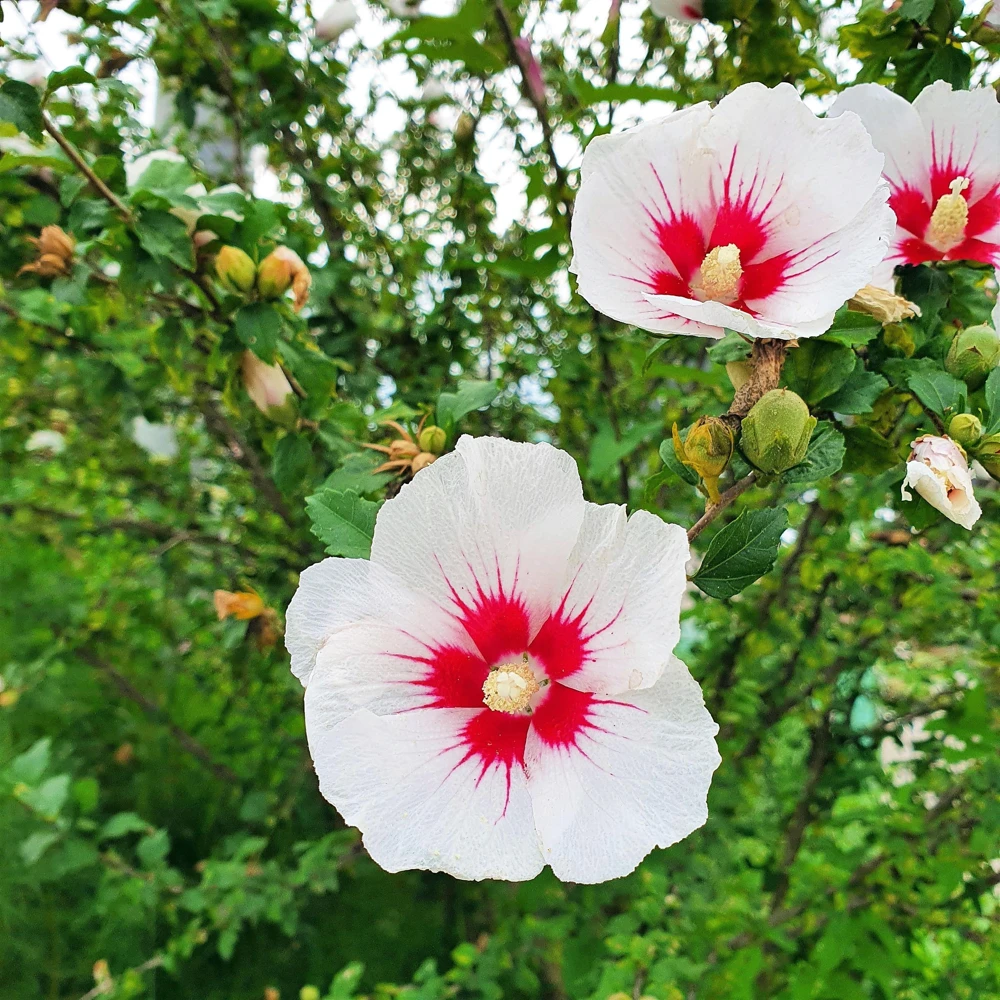 Rose of Sharon Hibiscus Seeds - White & Hot Pink, 25 Seeds - Image 10