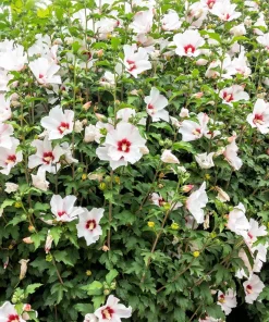 Rose of Sharon Hibiscus Seeds - White & Hot Pink, 25 Seeds - Image 2