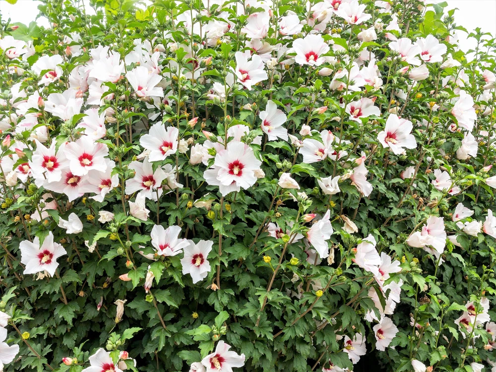 Rose of Sharon Hibiscus Seeds - White & Hot Pink, 25 Seeds - Image 2