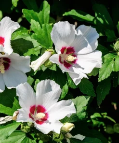 Rose of Sharon Hibiscus Seeds - White & Hot Pink, 25 Seeds - Image 3