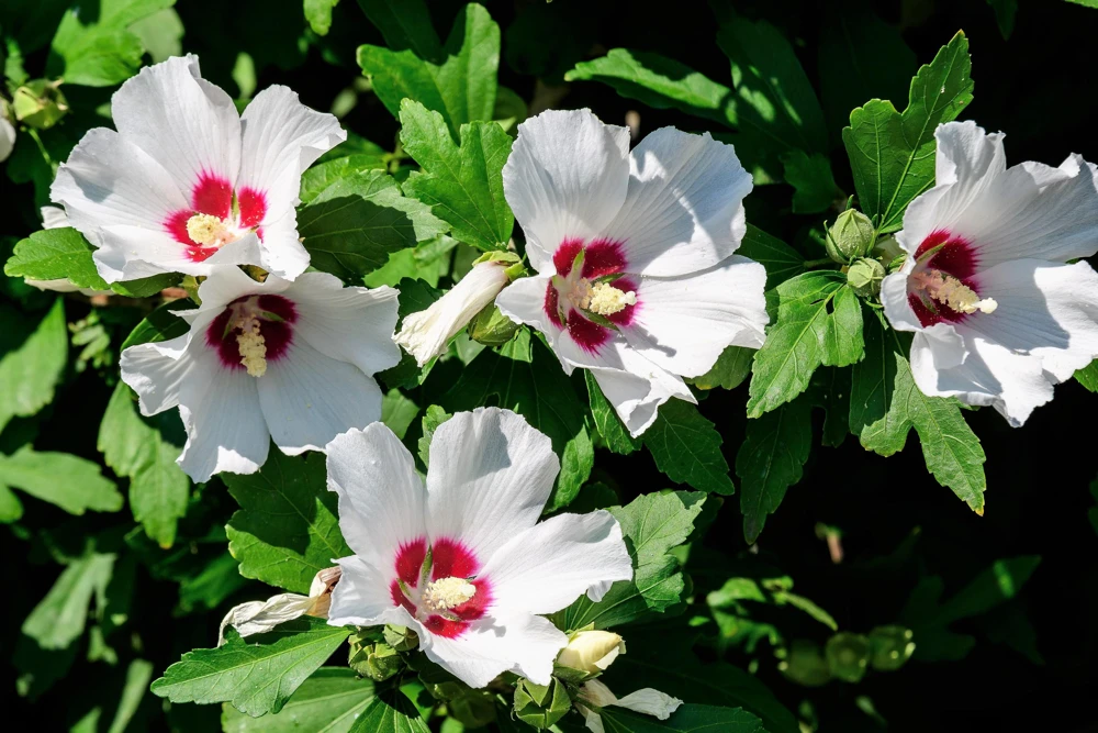 Rose of Sharon Hibiscus Seeds - White & Hot Pink, 25 Seeds - Image 3
