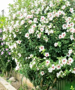 Rose of Sharon Hibiscus Seeds - White & Hot Pink, 25 Seeds - Image 4