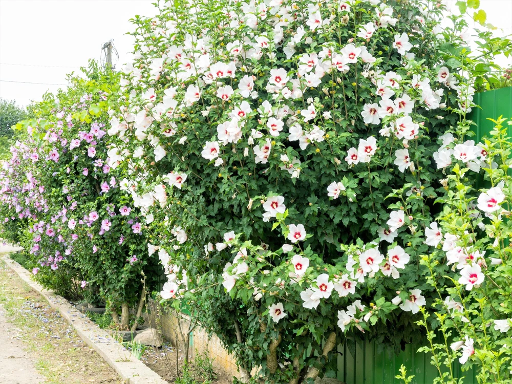 Rose of Sharon Hibiscus Seeds - White & Hot Pink, 25 Seeds - Image 4