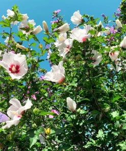 Rose of Sharon Hibiscus Seeds - White & Hot Pink, 25 Seeds - Image 5