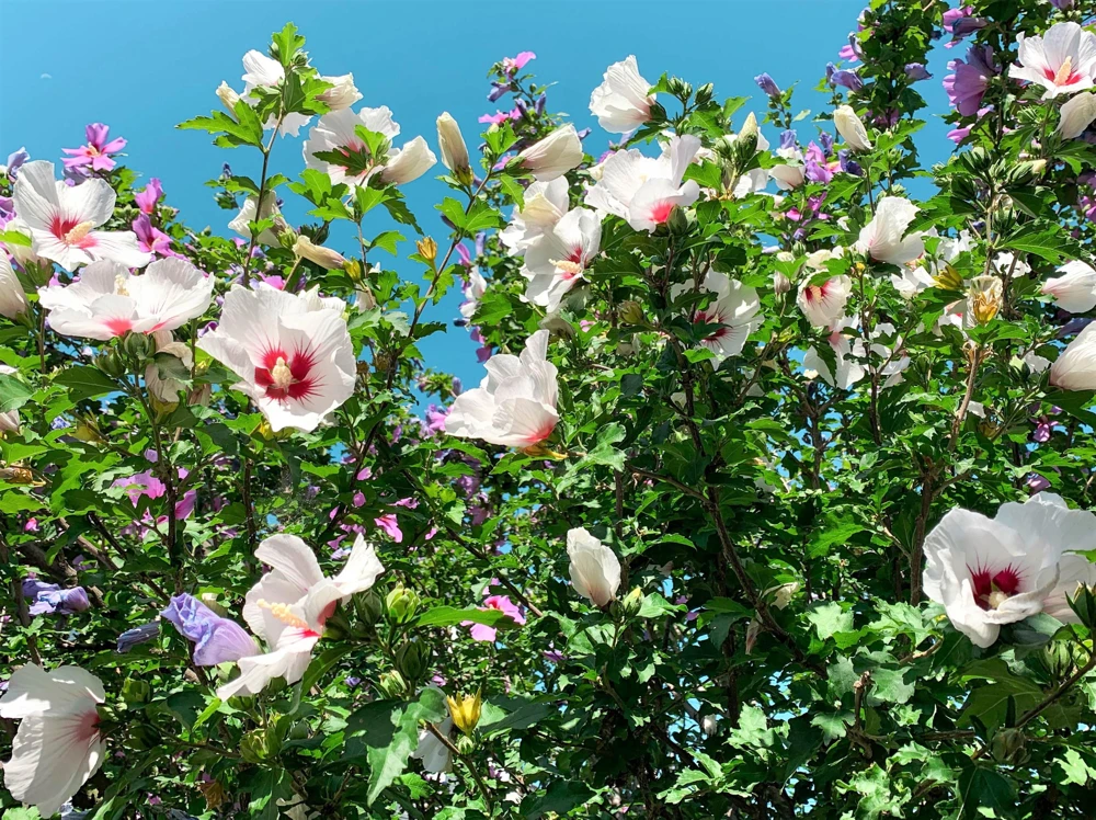 Rose of Sharon Hibiscus Seeds - White & Hot Pink, 25 Seeds - Image 5