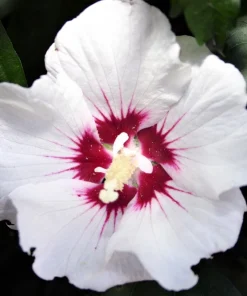 Rose of Sharon Hibiscus Seeds - White & Hot Pink, 25 Seeds - Image 6