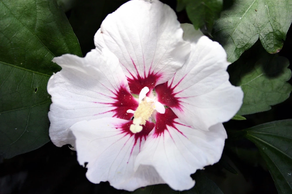 Rose of Sharon Hibiscus Seeds - White & Hot Pink, 25 Seeds - Image 6