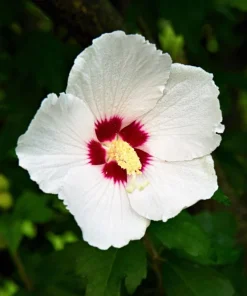 Rose of Sharon Hibiscus Seeds - White & Hot Pink, 25 Seeds - Image 7