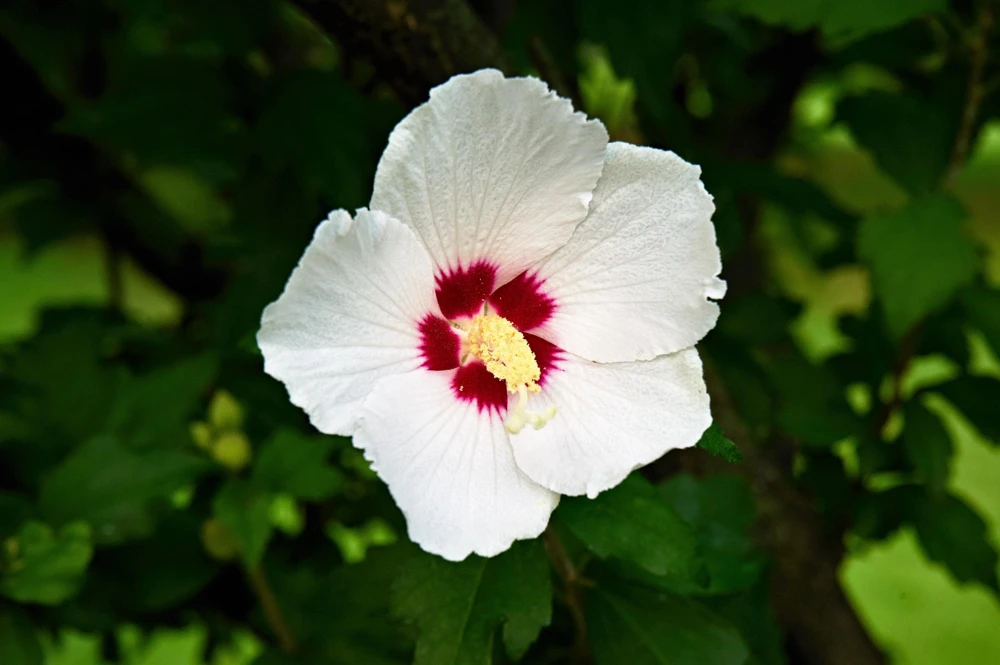 Rose of Sharon Hibiscus Seeds - White & Hot Pink, 25 Seeds - Image 7