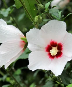 Rose of Sharon Hibiscus Seeds - White & Hot Pink, 25 Seeds - Image 8