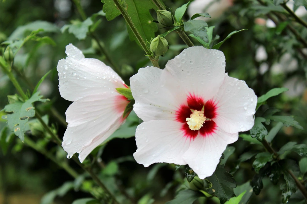 Rose of Sharon Hibiscus Seeds - White & Hot Pink, 25 Seeds - Image 8