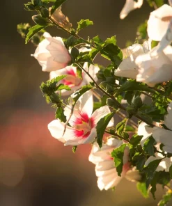 Rose of Sharon Hibiscus Seeds - White & Hot Pink, 25 Seeds - Image 9
