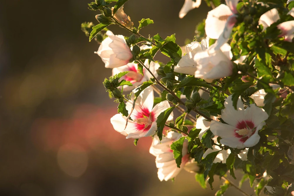 Rose of Sharon Hibiscus Seeds - White & Hot Pink, 25 Seeds - Image 9