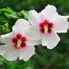 Rose of Sharon Hibiscus Seeds - White & Hot Pink, 25 Seeds - Image 1