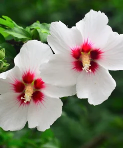 Rose of Sharon Hibiscus Seeds - White & Hot Pink, 25 Seeds - Image 1