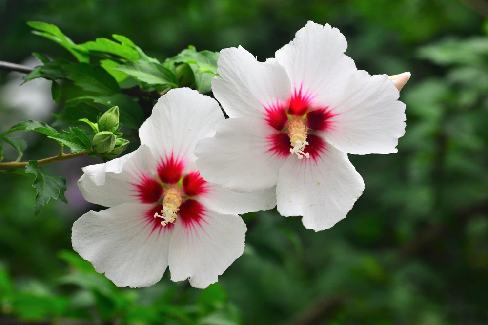 Rose of Sharon Hibiscus Seeds - White & Hot Pink, 25 Seeds - Image 1