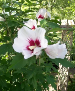 Rose of Sharon Plant Cuttings Set of 10 - White or Purple Unrooted - Image 1