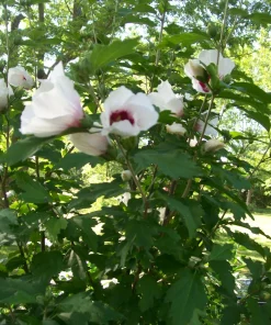 Rose of Sharon Plant Cuttings Set of 10 - White or Purple Unrooted - Image 3