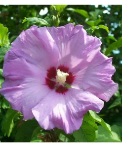 Rose of Sharon Plant Cuttings - White or Purple - Set of 10 Unrooted - Image 2