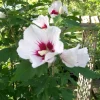 Rose of Sharon Plant Cuttings - White or Purple - Set of 10 Unrooted - Image 1