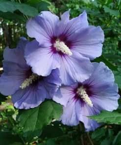Rose of Sharon Plant Cuttings - White or Purple - Set of 10 Unrooted - Image 6