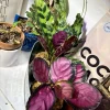 Rose Painted Calathea Live Plant - Goeppertia roseopicta Houseplant - Image 1