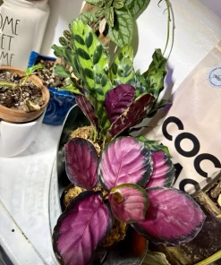 Rose Painted Calathea Live Plant - Goeppertia roseopicta Houseplant - Image 1