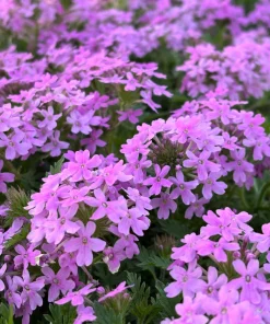 Rose Verbena - Glandularia canadensis - Live Plant in 4 Inch Pot - Image 2