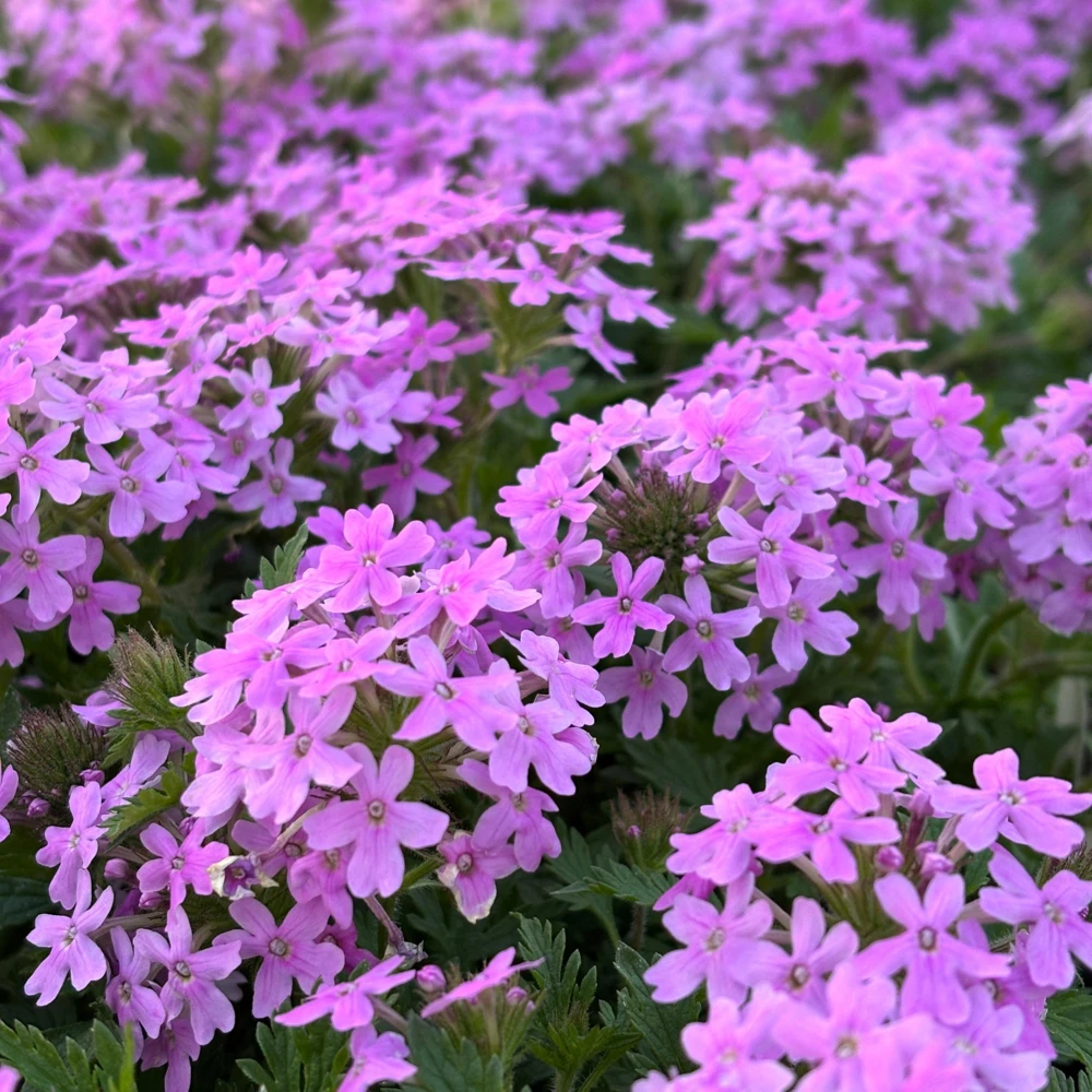 Rose Verbena - Glandularia canadensis - Live Plant in 4 Inch Pot - Image 2