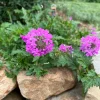 Rose Verbena - Glandularia canadensis - Live Plant in 4 Inch Pot - Image 1