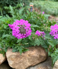 Rose Verbena - Glandularia canadensis - Live Plant in 4 Inch Pot - Image 1