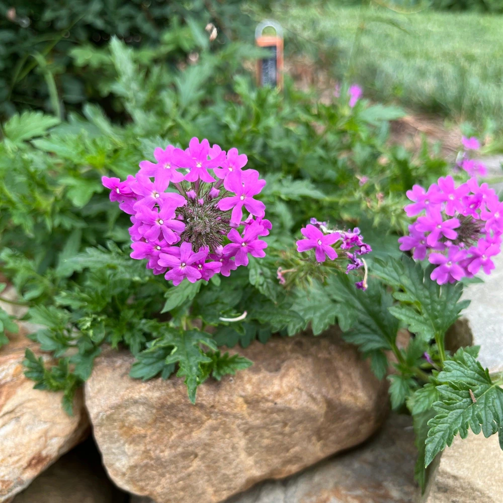 Rose Verbena - Glandularia canadensis - Live Plant in 4 Inch Pot - Image 1