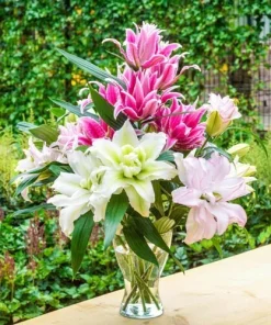 Roselily Double Lily Mixture Bulbs - 3 Pack - 6 inch Blooms - Perennial Outdoor - Image 2
