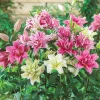 Roselily Double Lily Mixture Bulbs - 3 Pack - 6 inch Blooms - Perennial Outdoor - Image 1