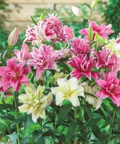 Roselily Double Lily Mixture Bulbs - 3 Pack - 6 inch Blooms - Perennial Outdoor - Image 1