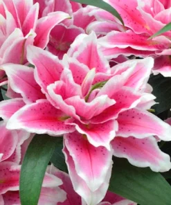 Roselily Samantha Lily Flower Bulb - Dark Pink & White 6" Double Blooms - Outdoor - Image 2