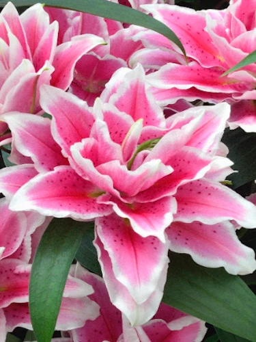 Roselily Samantha Lily Flower Bulb - Dark Pink & White 6" Double Blooms - Outdoor - Image 2