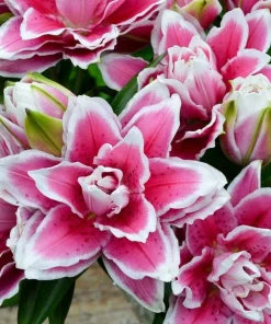 Roselily Samantha Lily Flower Bulb - Dark Pink & White 6