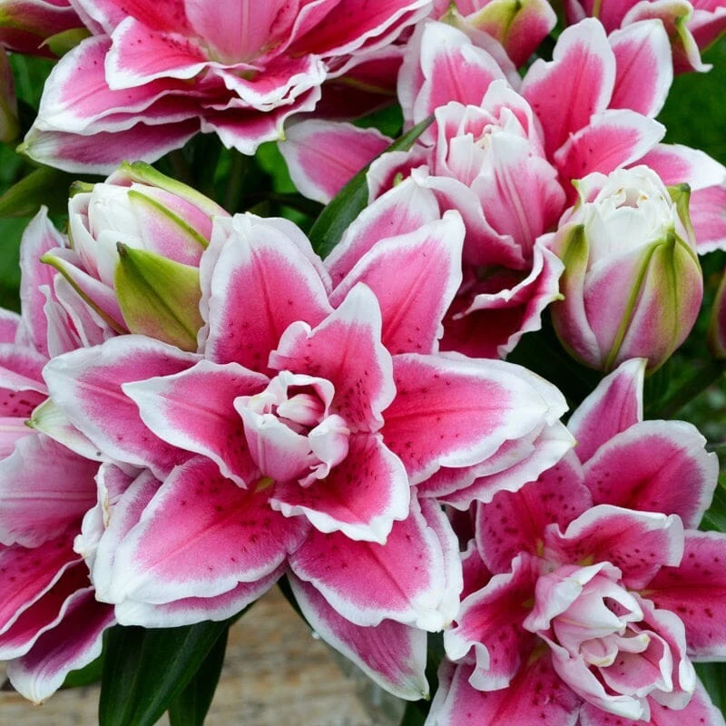 Roselily Samantha Lily Flower Bulb - Dark Pink & White 6" Double Blooms - Outdoor - Image 3