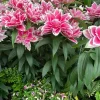 Roselily Samantha Lily Flower Bulb - Dark Pink & White 6" Double Blooms - Outdoor - Image 1