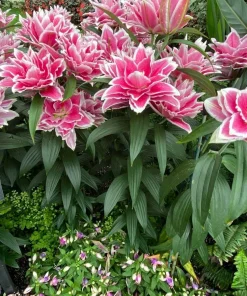 Roselily Samantha Lily Flower Bulb - Dark Pink & White 6" Double Blooms - Outdoor - Image 1