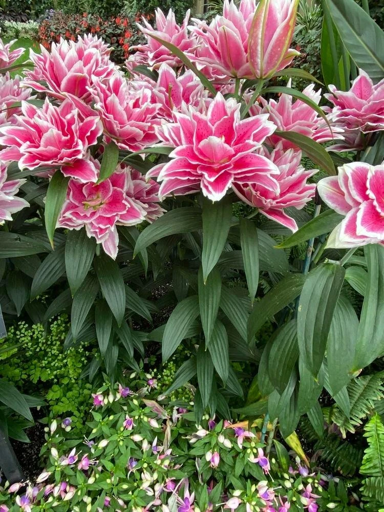 Roselily Samantha Lily Flower Bulb - Dark Pink & White 6" Double Blooms - Outdoor - Image 1