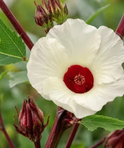 Roselle Hibiscus Live Plant 4-6 Inch Tall Tropical Flowering Shrub Outdoor - Image 2