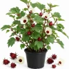 Roselle Hibiscus Live Plant 4-6 Inch Tall Tropical Flowering Shrub Outdoor - Image 1
