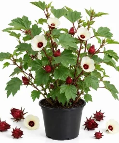 Roselle Hibiscus Live Plant 4-6 Inch Tall Tropical Flowering Shrub Outdoor - Image 1