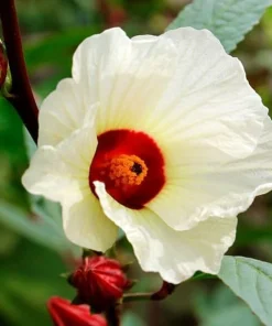Roselle Hibiscus Live Plant 4-6 Inch Tall Tropical Flowering Shrub Outdoor - Image 4