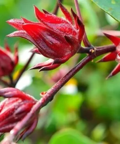 Roselle Hibiscus Live Plant 4-6 Inch Tall Tropical Flowering Shrub Outdoor - Image 5